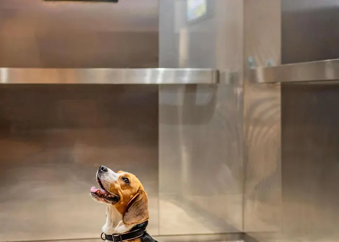 Ibis Saint-jean-de-luz מלון סיבור